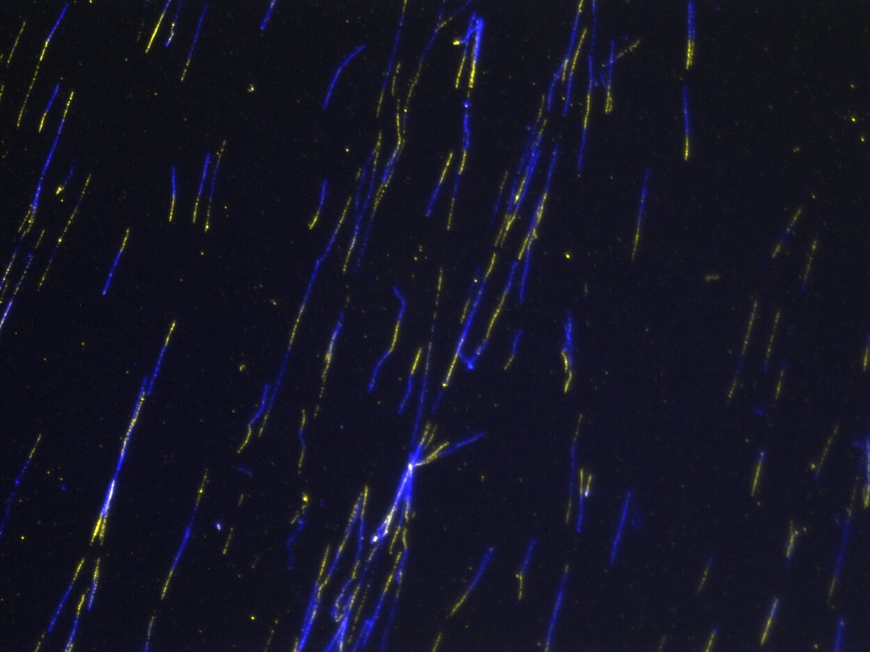 "Lluvia de fibras". Edición: FOTCIENCIA19. Autoría: Aina Mª Mas Calafell. En la imagen se muestran, a través de un microscopio de fluorescencia, fibras de ADN estiradas y marcadas. Esta técnica se utiliza para estudiar el patrón replicativo de las células. Cuando una célula está replicando su ADN, esa pieza se incorpora en la hebra naciente; luego podemos detectarla por immunofluorescencia, en amarillo en la foto. En azul, una tinción general del ADN con el uso de un anticuerpo fluorescente que reconoce ADN de cadena sencilla.