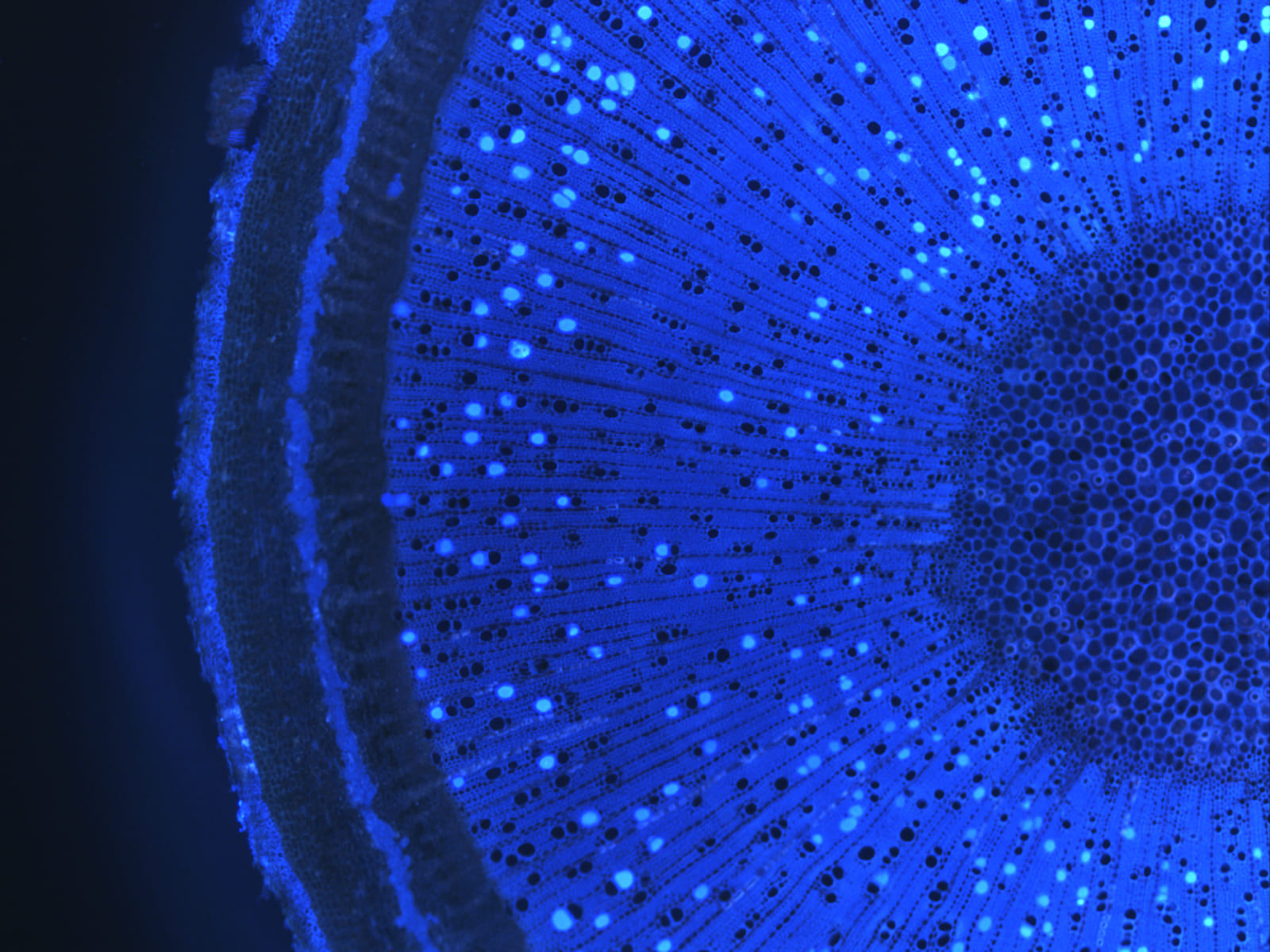 "Estrellas vasculares". Edición: FOTCIENCIA8. Autoría: José Manuel Torres Ruiz. La fotografía muestra, en azul intenso y fluorescente, los vasos que se encargan de transportar agua en las plantas y que en la siguiente ramificación, se desvían hacia las hojas. El resto de vasos que se observan, también en color azul pero sin fluorescencia, sigue su camino ascendente para satisfacer las necesidades hídricas y nutritivas de las zonas más altas de la planta.