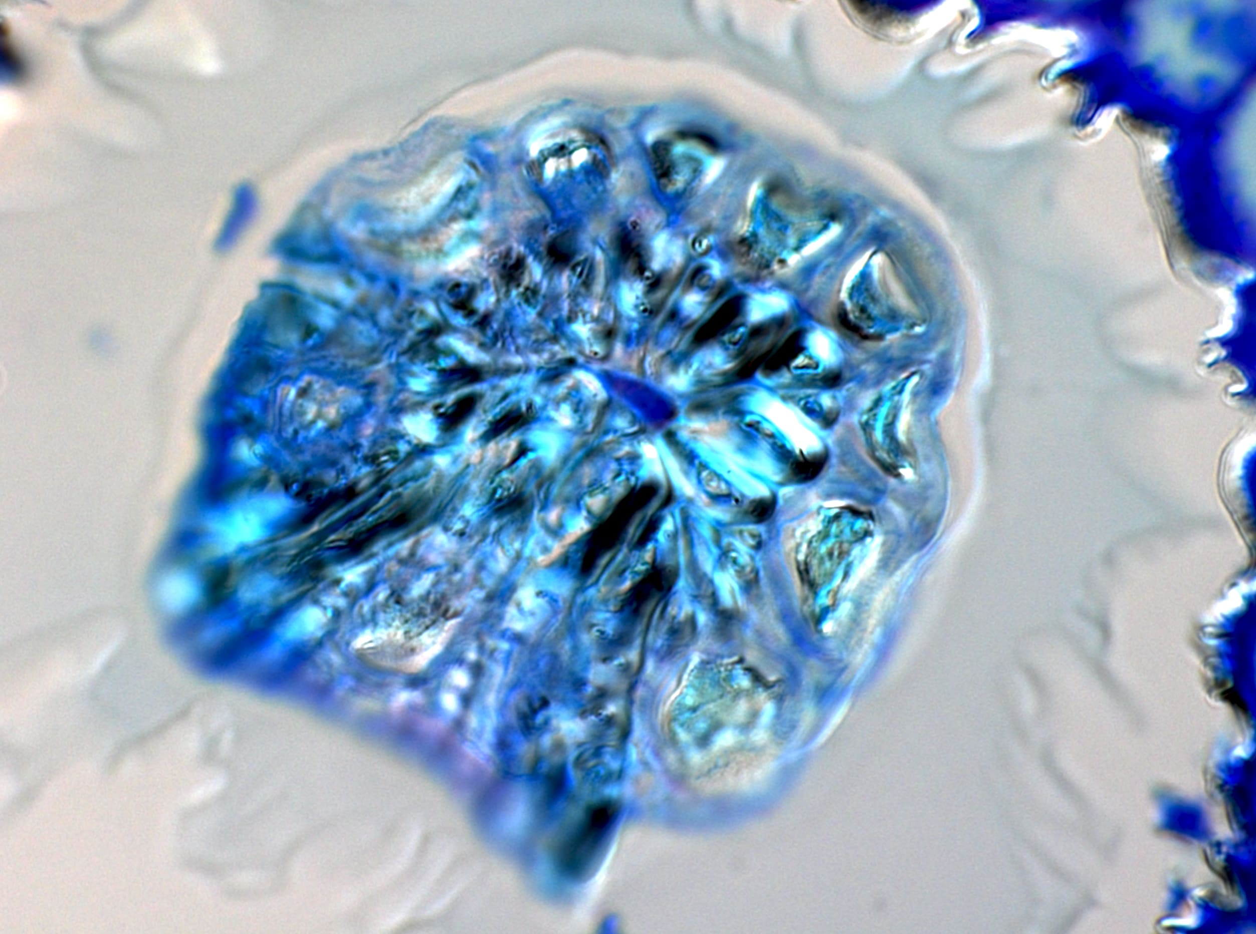 "Nacre in the leaves". Edition: FOTCIENCIA16. Author: Juan Losada. The image shows a paradermal section (parallel to the plane of a leaf) revealing the base of an idioblast. Idioblasts are cells whose wall thickens very strongly to support some leaves.