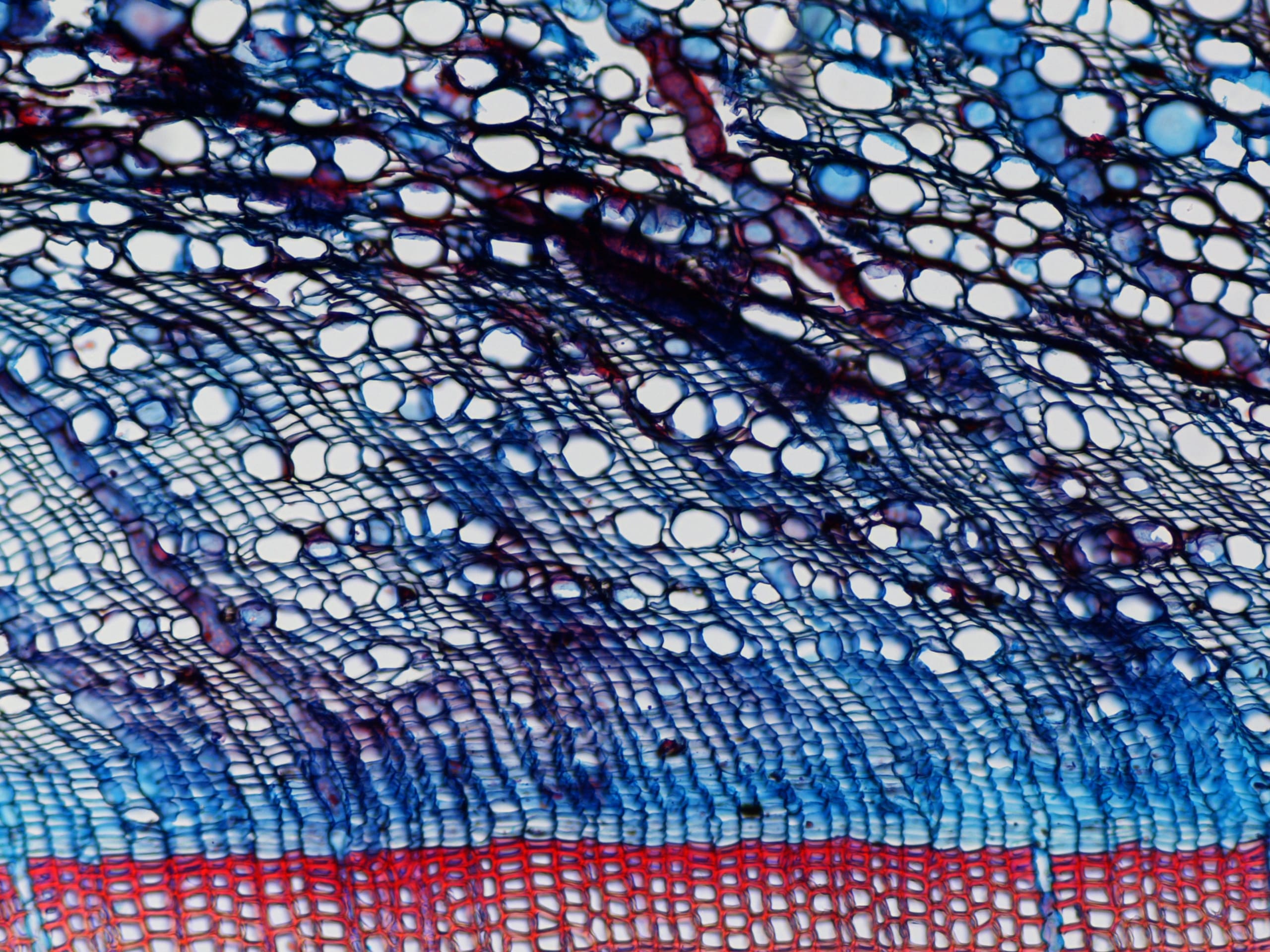 "Xylem, cambium and phloem of Pinus sylvestris L.". Edition: FOTCIENCIA16. Author: Michele Colangelo. In this image, the xylem of a plant is represented by red tracheids due to a dye, Safranin, which binds to lignin; cambium and phloem are blue due to another dye, Astra Blue, which binds to cell wall polysaccharides such as cellulose and pectins.