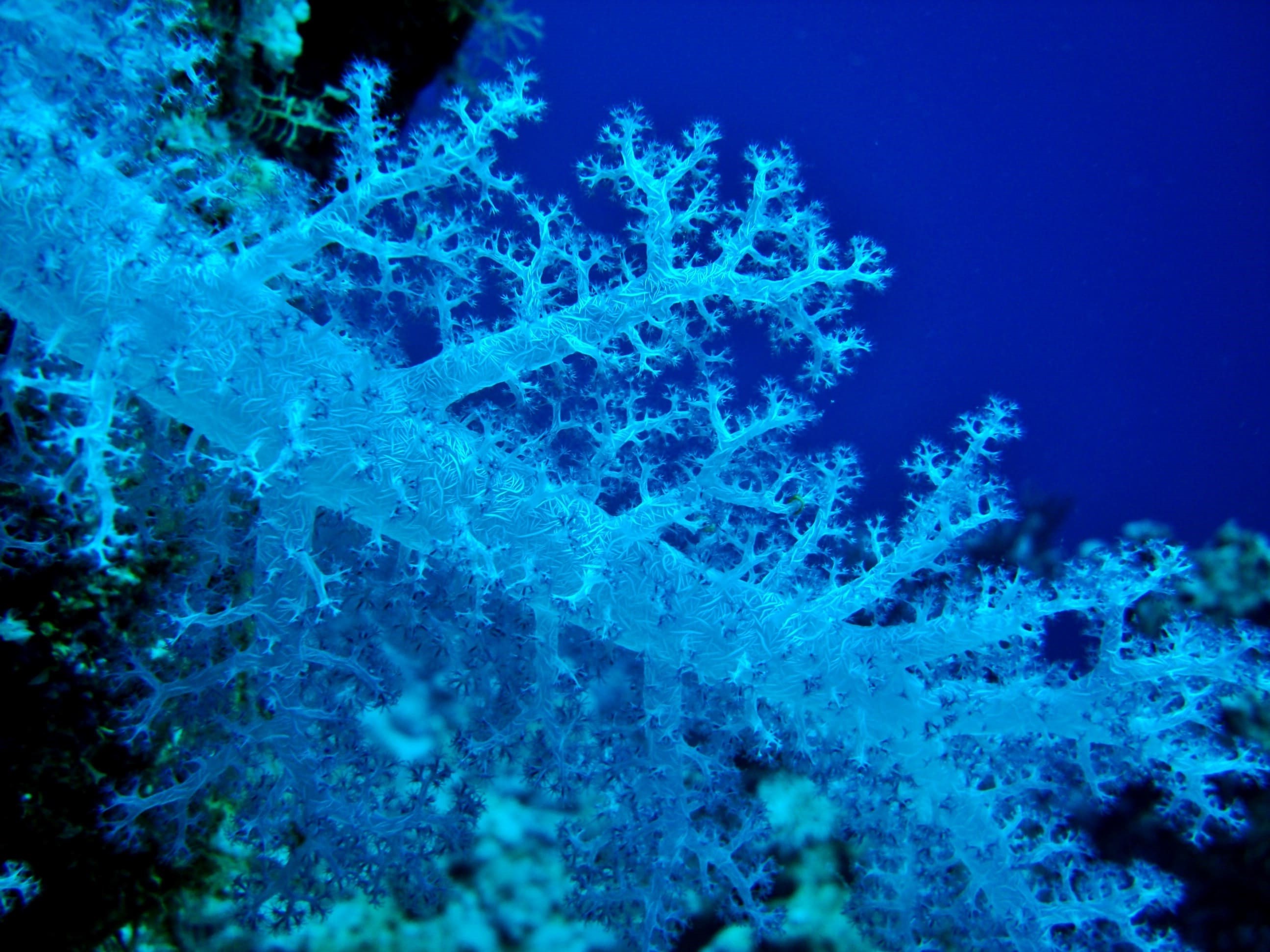 The photograph of a soft coral shows the spicules, which act as an internal skeleton. These corals can come in many colours, including mauve, like the one in the photo, but also orange, yellow and pink, among others.