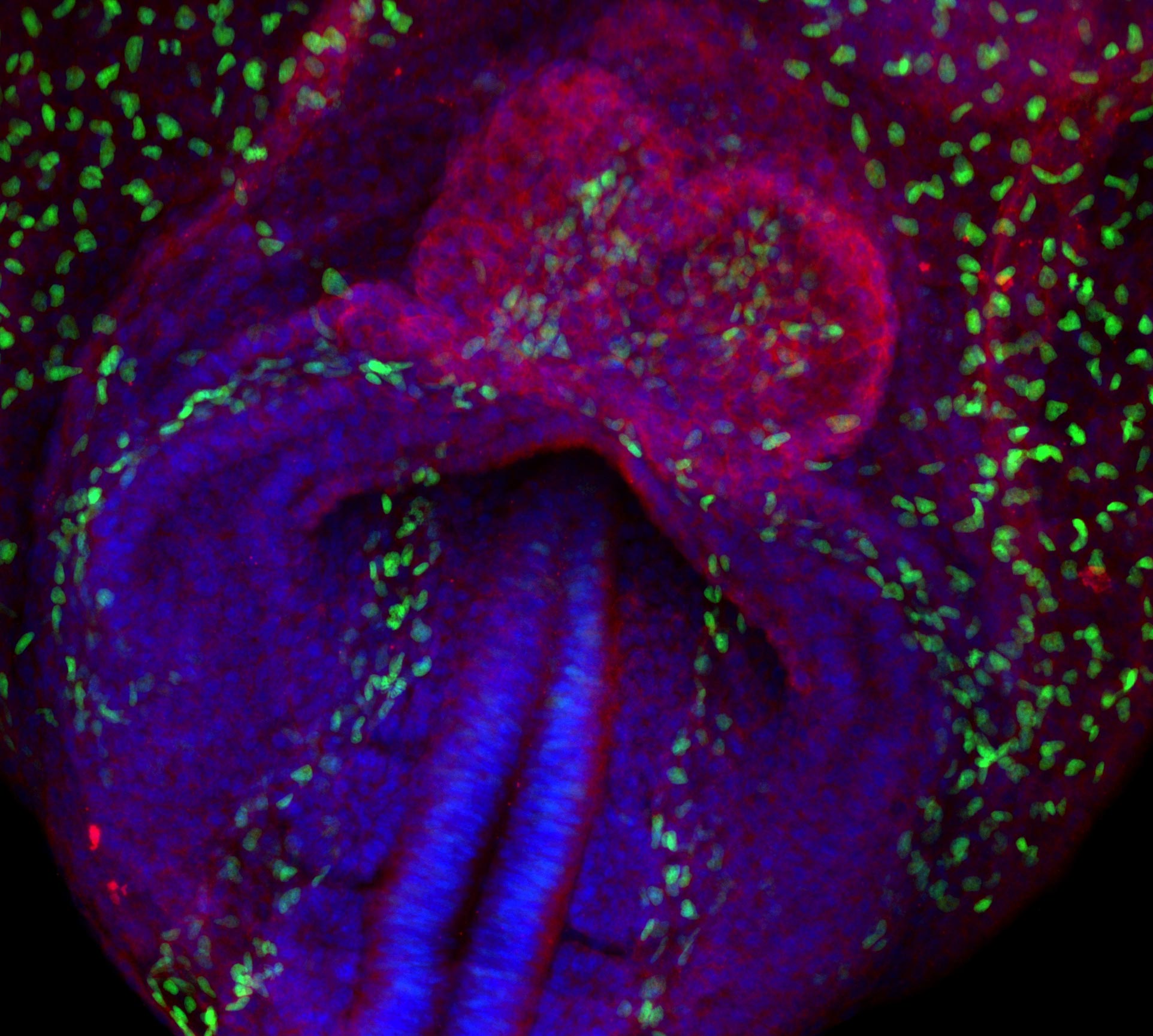The image shows a mouse embryo on the eighth day of gestation. This embryo is genetically modified so that the vessel-forming endothelial cells are shown in green, the primitive heart in red, and the entire embryo in blue.e muestra un embrión de ratón en el octavo día de gestación. Este embrión está modificado genéticamente para que las células endoteliales que forman los vasos se visualicen en color verde, el corazón primitivo en rojo, y la totalidad del embrión en azul.