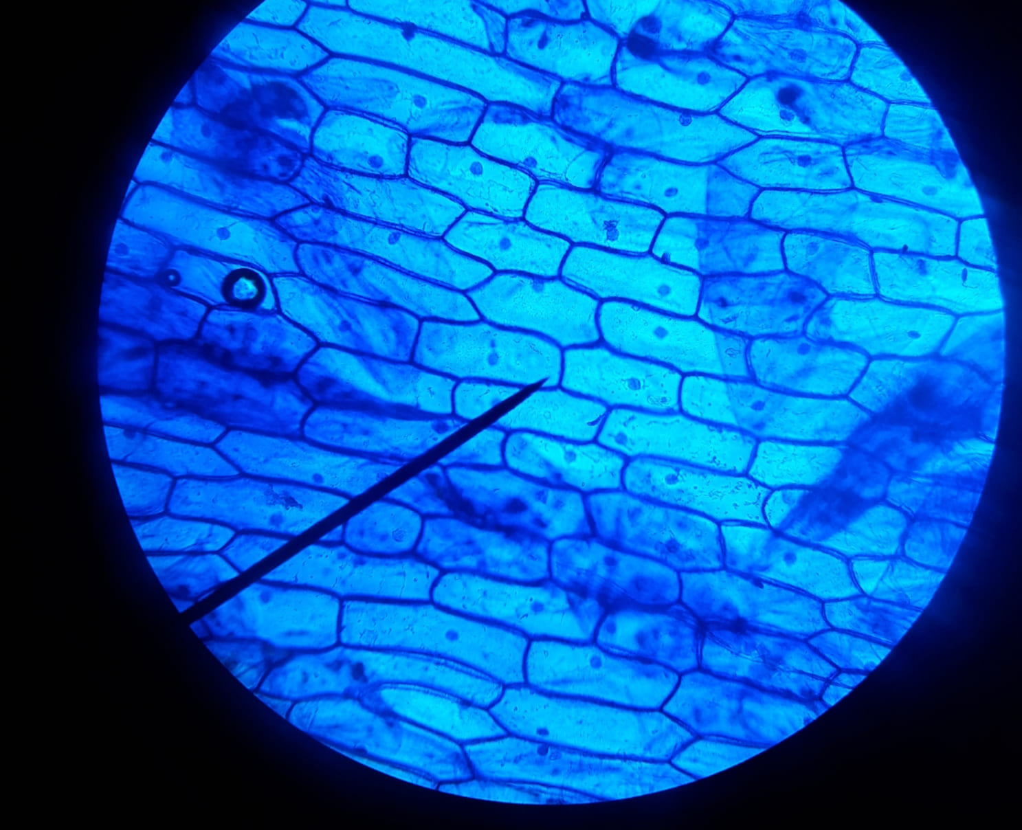 En la fotografía se distingue el tejido de la epidermis de la cebolla que resulta ideal para visualizar la forma rectangular de las células vegetales. Se ve claramente la pared celular, exclusiva de estas y que delimita cada una de las células. 