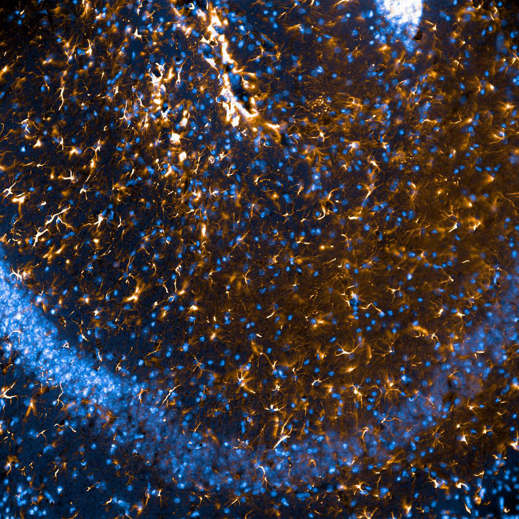 "La vía láctea del cerebro". Edición: FOTCIENCIA16. Autoría: Carlos Vicente-Gutiérrez. La imagen de esta microfotografía corresponde a un cerebro de ratón. En azul se observan los núcleos de las neuronas, dispuestos en compleja y ordenada distribución. Mientras tanto, en rojo podemos ver cómo a esa vía azul que describen los núcleos neuronales le sigue un manto de células estrelladas. Precisamente, la forma estelar de este tipo celular es el motivo original de su nombre: astrocitos.