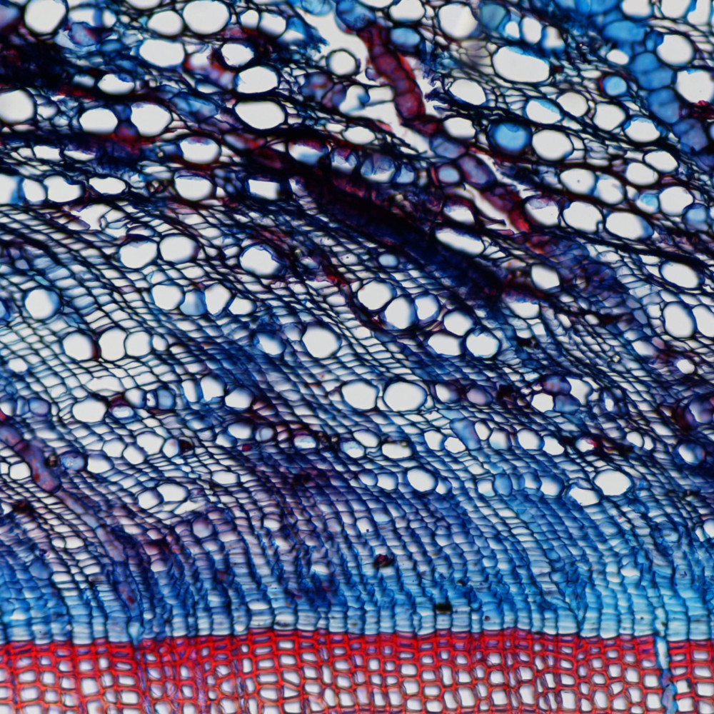 "Xilema, cambio y floema de Pinus sylvestris L.". Edición: FOTCIENCIA16. Autoría: Michele Colangelo. En esta imagen, el xilema de una planta está representado por las traqueidas de color rojo debido a un tinte, Safranina, que se une a la lignina; el cambio y el floema son azules debido a otro tinte, Astra Blue, que se une a los polisacáridos de la pared celular como celulosa y pectinas.