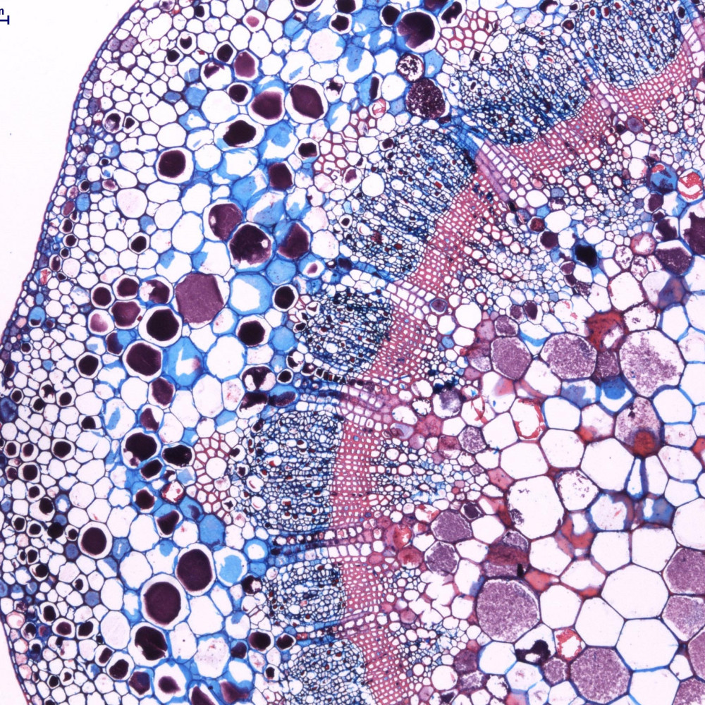 "Mosaico vegetal". Edición: FOTCIENCIA18. Autoría: Alicia Flores Roco. Coautoría: María Victoria Alarcón Sánchez, Ana Rodríguez Vázquez. En la imagen se observa la zona de unión entre la planta y el racimo de uvas. En esta zona, llamado pedúnculo, los elementos celulares se disponen formando patrones sin dejar espacio entre ellos. En azul, se visualizan los depósitos de celulosa, y en rosa, los depósitos de lignina en las paredes vegetales de las células.